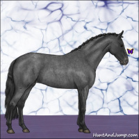 Horse Color:Blue Roan Varnish 