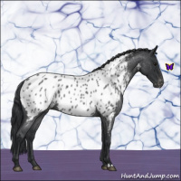 Horse Color:Blue Roan Near Leopard 