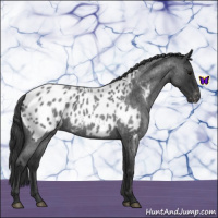 Horse Color:Blue Roan Appaloosa 