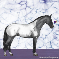 Horse Color:Blue Roan Near Fewspot 