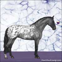 Horse Color:Blue Roan Appaloosa Rabicano 