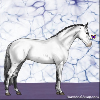 Horse Color:Blue Roan Appaloosa 