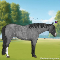 Horse Color:Blue Roan Snowflake Varnish 
