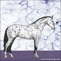 Horse Color:Blue Roan Near Leopard 