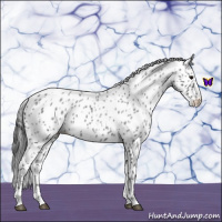 Horse Color:Blue Roan Leopard 