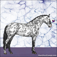 Horse Color:Blue Roan Leopard