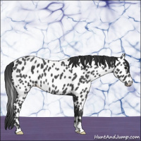 Horse Color:Blue Roan Leopard 