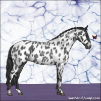 Horse Color:Blue Roan Near Leopard 