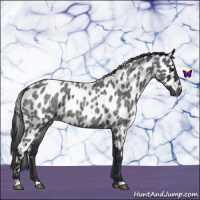 Horse Color:Blue Roan Leopard 