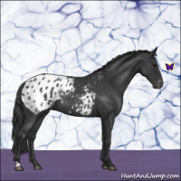 Horse Color:Blue Roan Appaloosa 