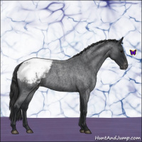 Horse Color:Blue Roan Snowcap