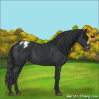 Horse Color:Black Appaloosa 