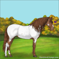 Horse Color:Red Roan Appaloosa 