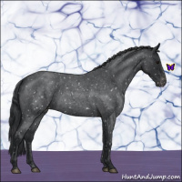 Horse Color:Blue Roan Appaloosa 