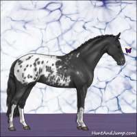 Horse Color:Blue Roan Appaloosa