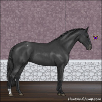 Horse Color:Blue Roan Varnish 