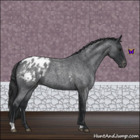 Horse Color:Blue Roan Appaloosa 