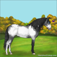 Horse Color:Blue Roan Frame Appaloosa 