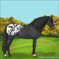 Horse Color:Blue Roan Appaloosa 