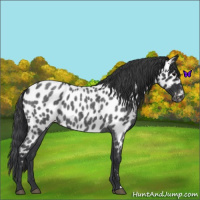 Horse Color:Blue Roan Near Leopard 