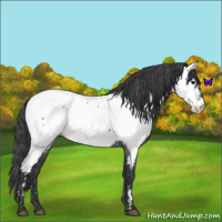 Horse Color:Blue Roan Appaloosa