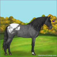 Horse Color:Blue Roan Snowcap 