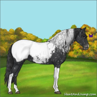 Horse Color:Black Tobiano Snowcap 