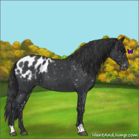 Horse Color:Blue Roan Appaloosa 