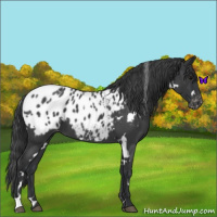 Horse Color:White Spotted Blue Roan Blanket 