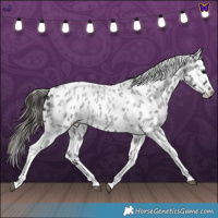 Horse Color:Blue Roan Tobiano Leopard 