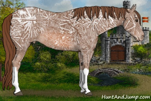 Horse Color:Chestnut Ice Appaloosa 