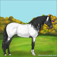 Horse Color:Blue Roan Near Fewspot 