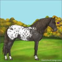 Horse Color:Smoky Blue Roan Appaloosa