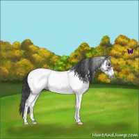Horse Color:White Spotted Blue Roan Frame Appaloosa 