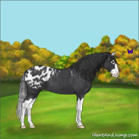 Horse Color:Blue Roan Splash Appaloosa 