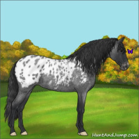 Horse Color:Blue Roan Appaloosa 