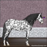Horse Color:Blue Roan Leopard 