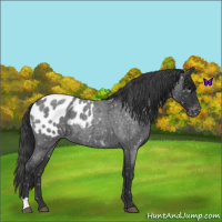 Horse Color:Blue Roan Appaloosa 