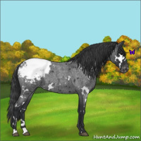 Horse Color:White Spotted Blue Roan Snowcap 