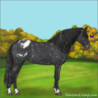 Horse Color:Blue Roan Appaloosa 