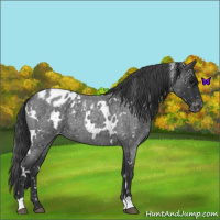 Horse Color:White Spotted Blue Roan Blanket 