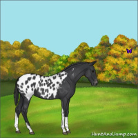 Horse Color:Blue Roan Tobiano Near Leopard