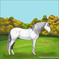 Horse Color:White Spotted Blue Roan Frame Fewspot 