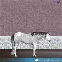 Horse Color:Blue Roan Splash Snowcap