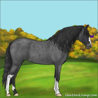 Horse Color:Blue Roan Appaloosa 