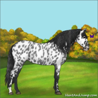 Horse Color:Blue Roan Leopard 