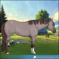 Horse Color:Chocolate Grullo Chinchilla 