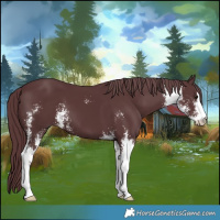 Horse Color:Chocolate Black Chinchilla Sabino 