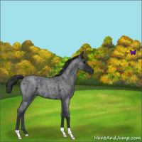 Horse Color:Blue Roan 