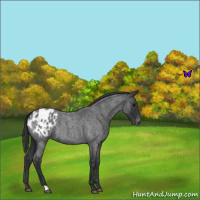 Horse Color:Blue Roan Appaloosa 